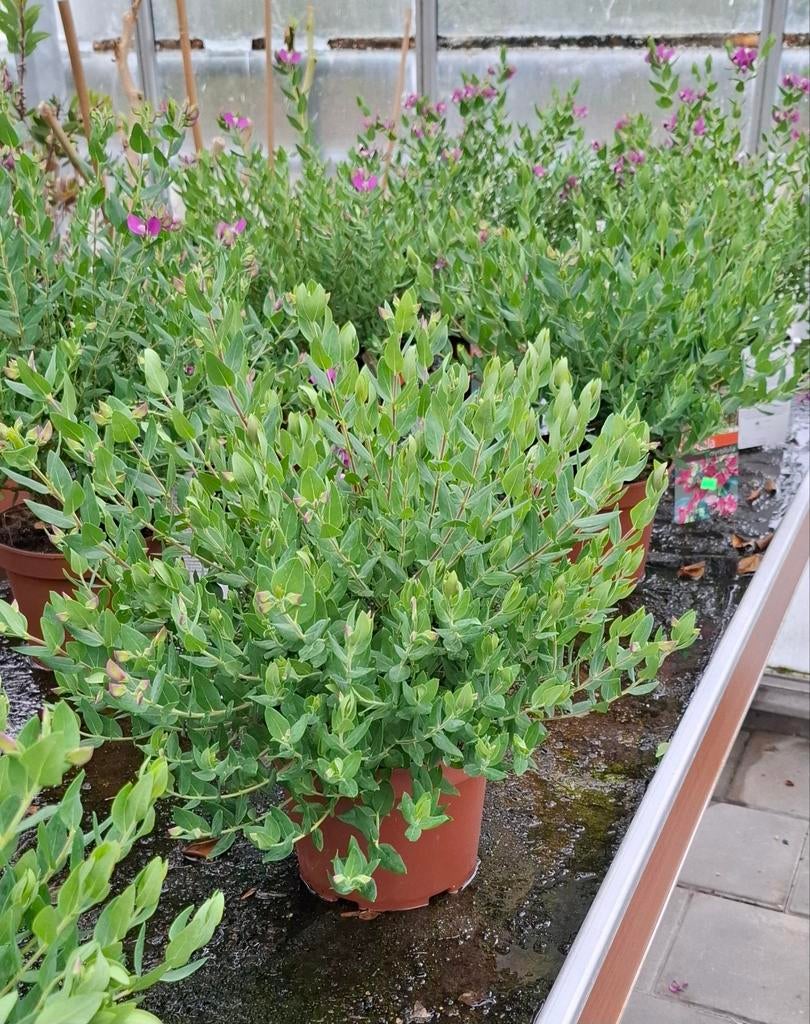 Vleugeltjes bloem  polygala myrtifolia struik., Tuin en Terras, Planten | Tuinplanten, Ophalen, Overige soorten, Volle zon