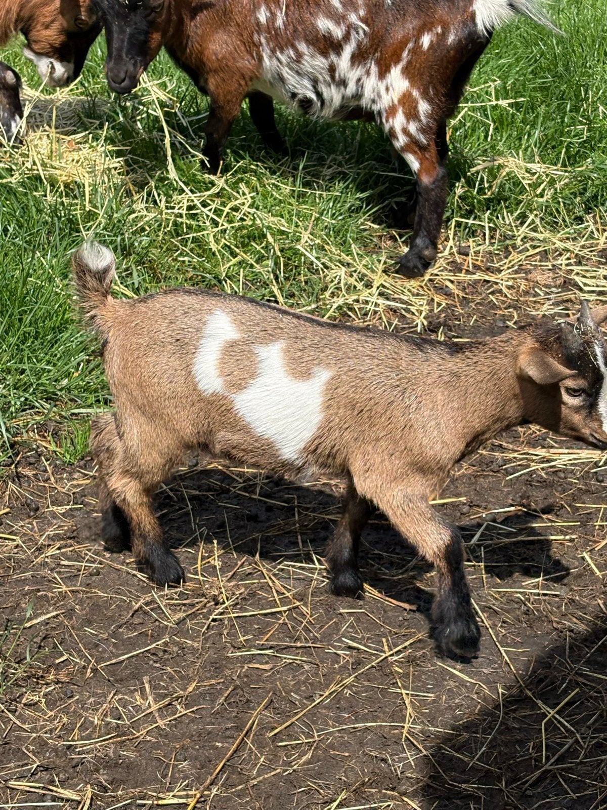Dwerggeit bokjes 2x, Mannelijk, Geit
