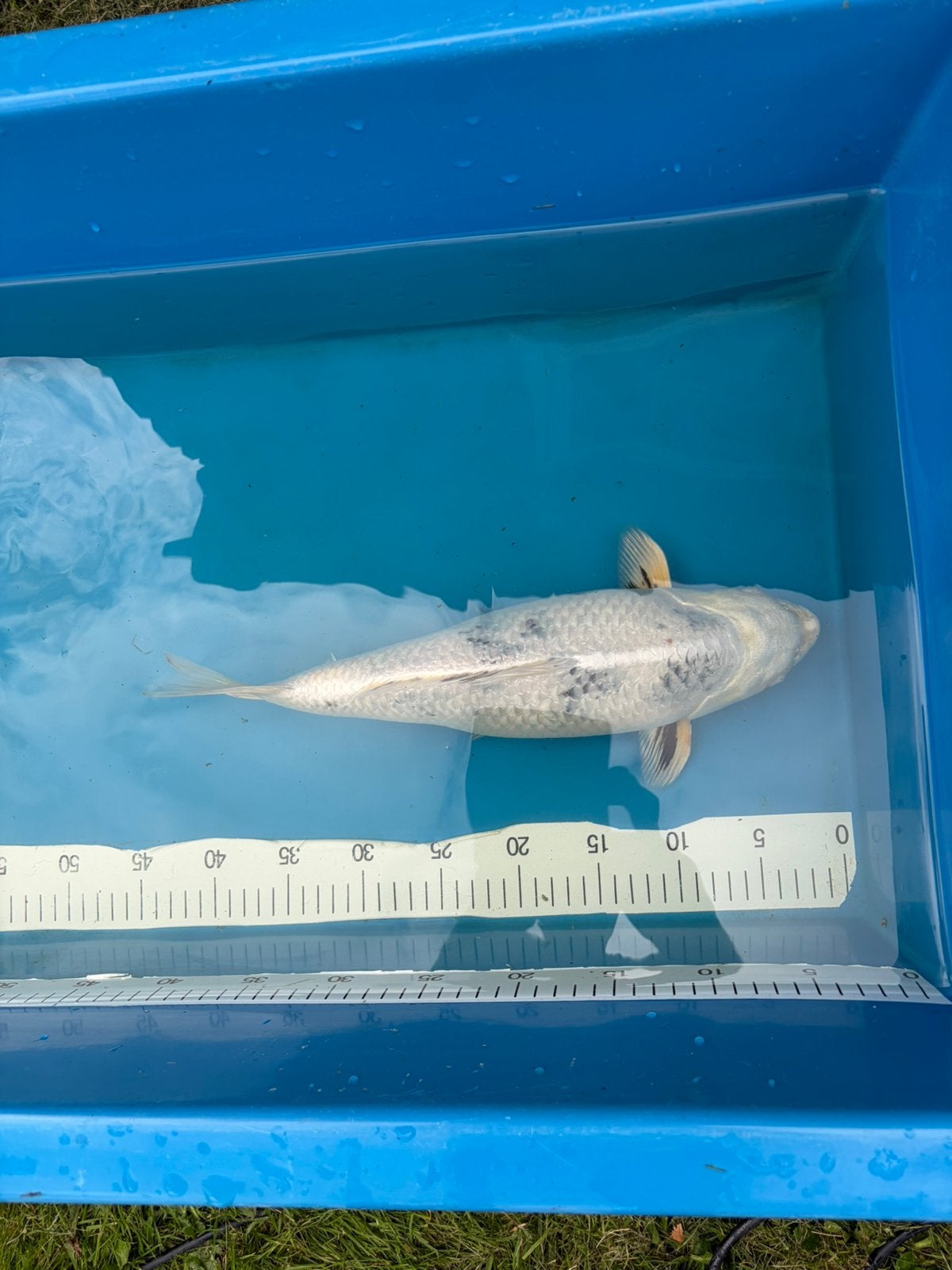 Mooie koi, Karper of Koi