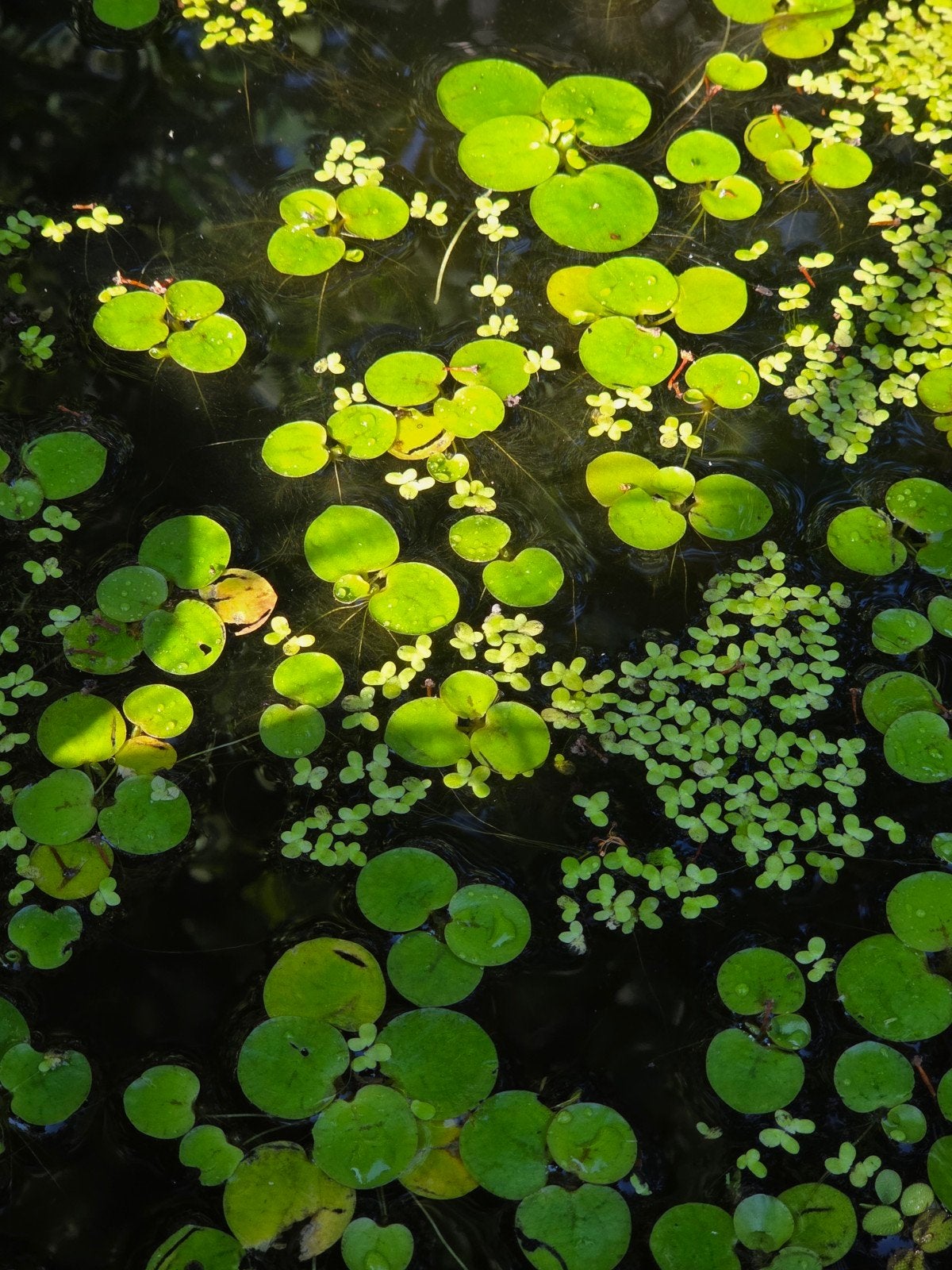 Diverse waterplanten voor vijver of aquarium, Ophalen