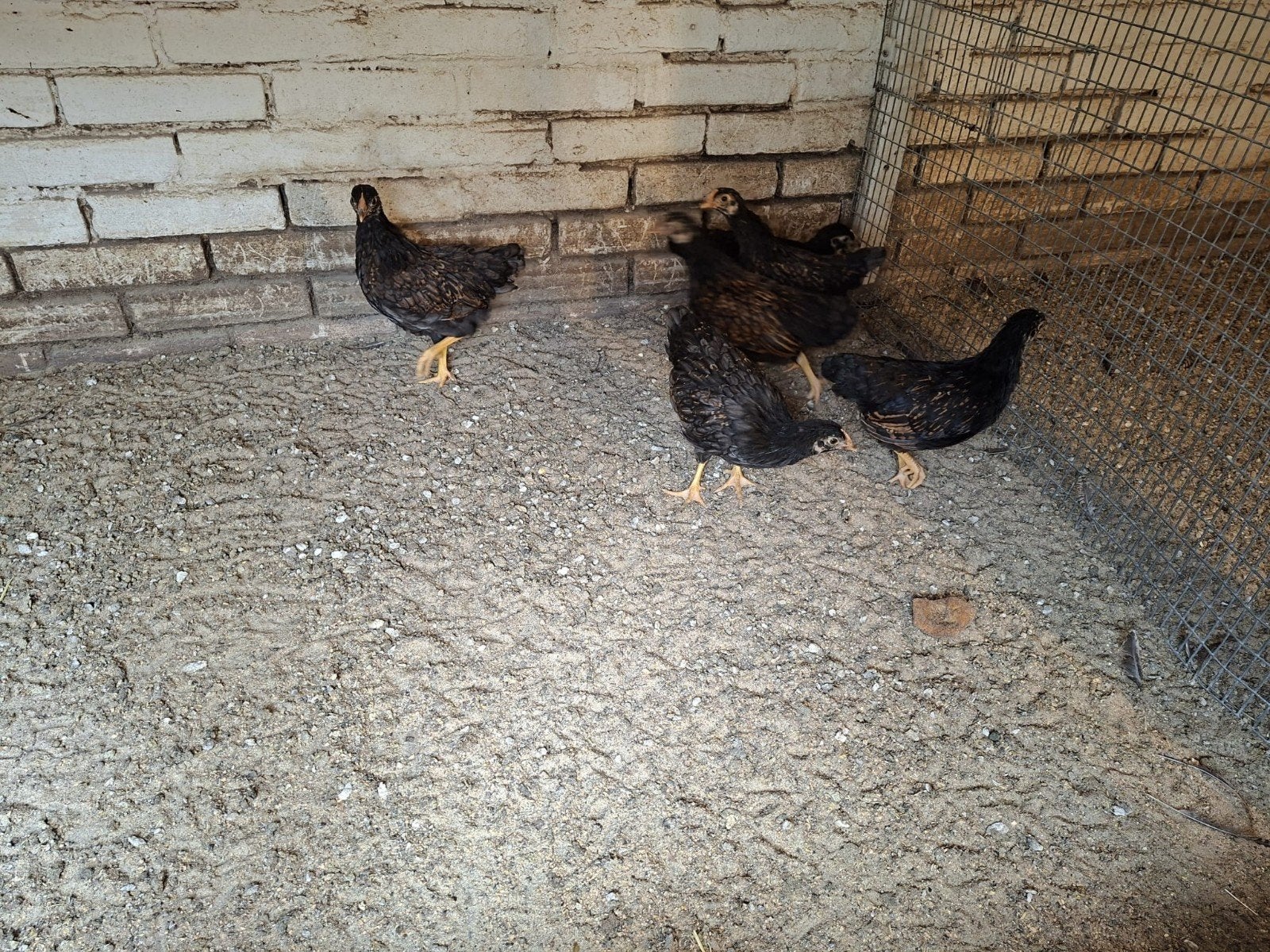 Barnevelder kriel hennen, Vrouwelijk, Kip