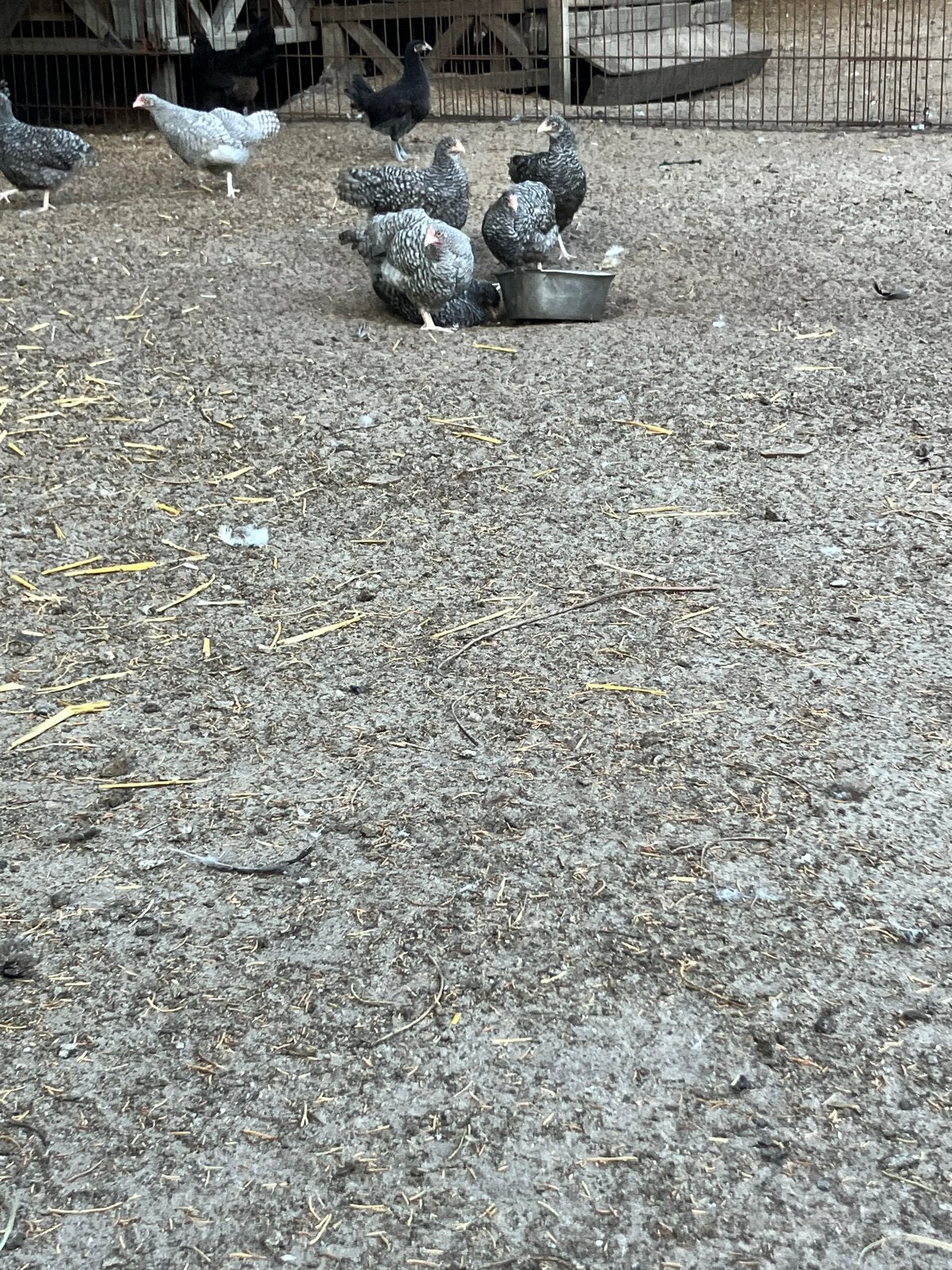Noord-Hollandse Blauwe hennen 8 weken, Dieren en Toebehoren, Pluimvee, Meerdere dieren, Kip