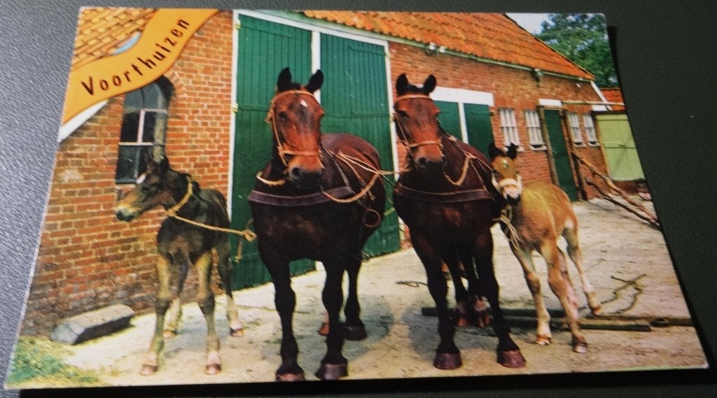 Paarden - Voorthuizen - Kwartet op het erf - KHo02, Verzenden, 1980 tot heden, Gelopen, Paard