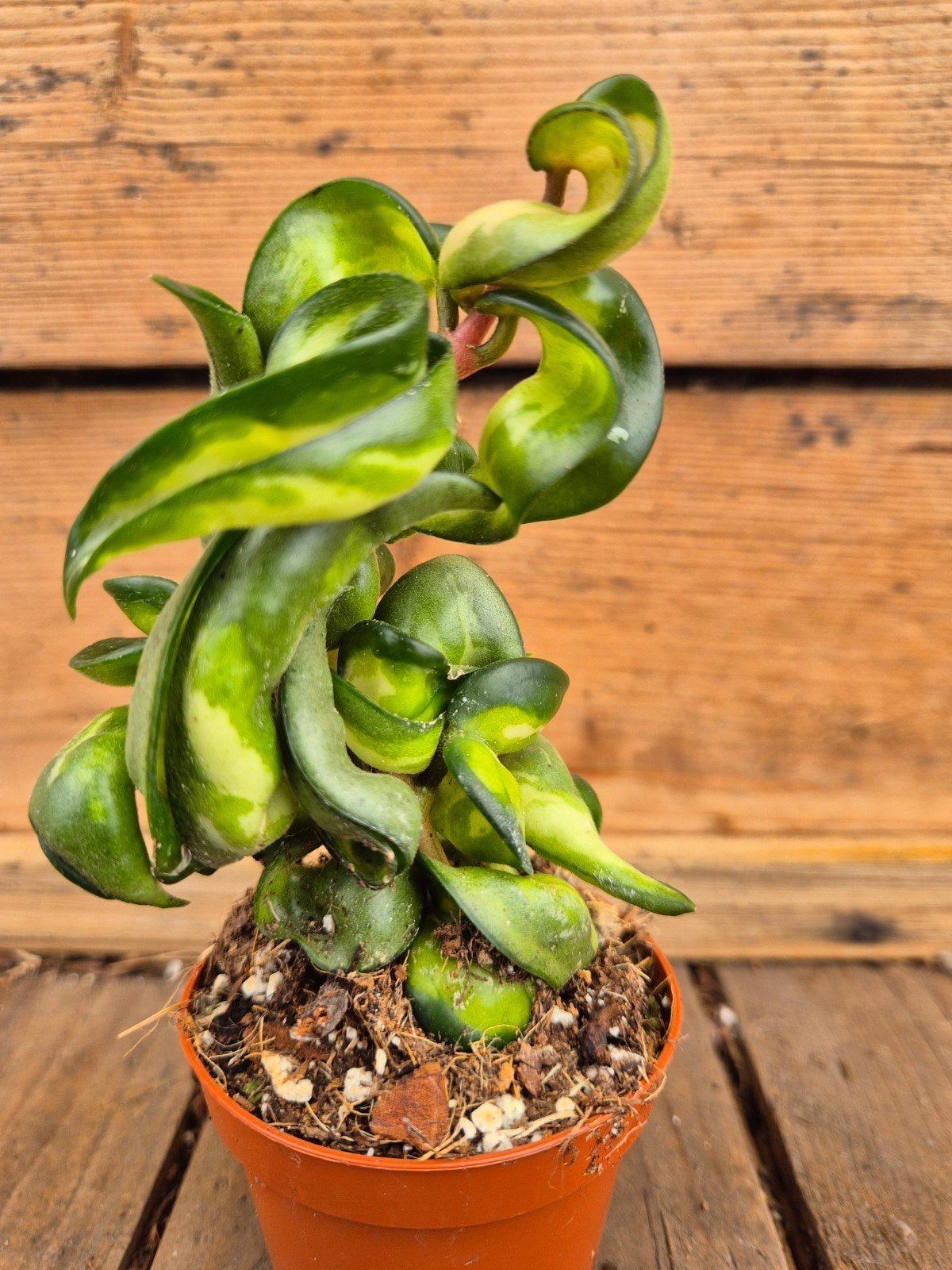 Hoya Carnosa Compacta Mauna Loa p6 (B), Huis en Inrichting, Kamerplanten, Ophalen of Verzenden, Halfschaduw, Minder dan 100 cm