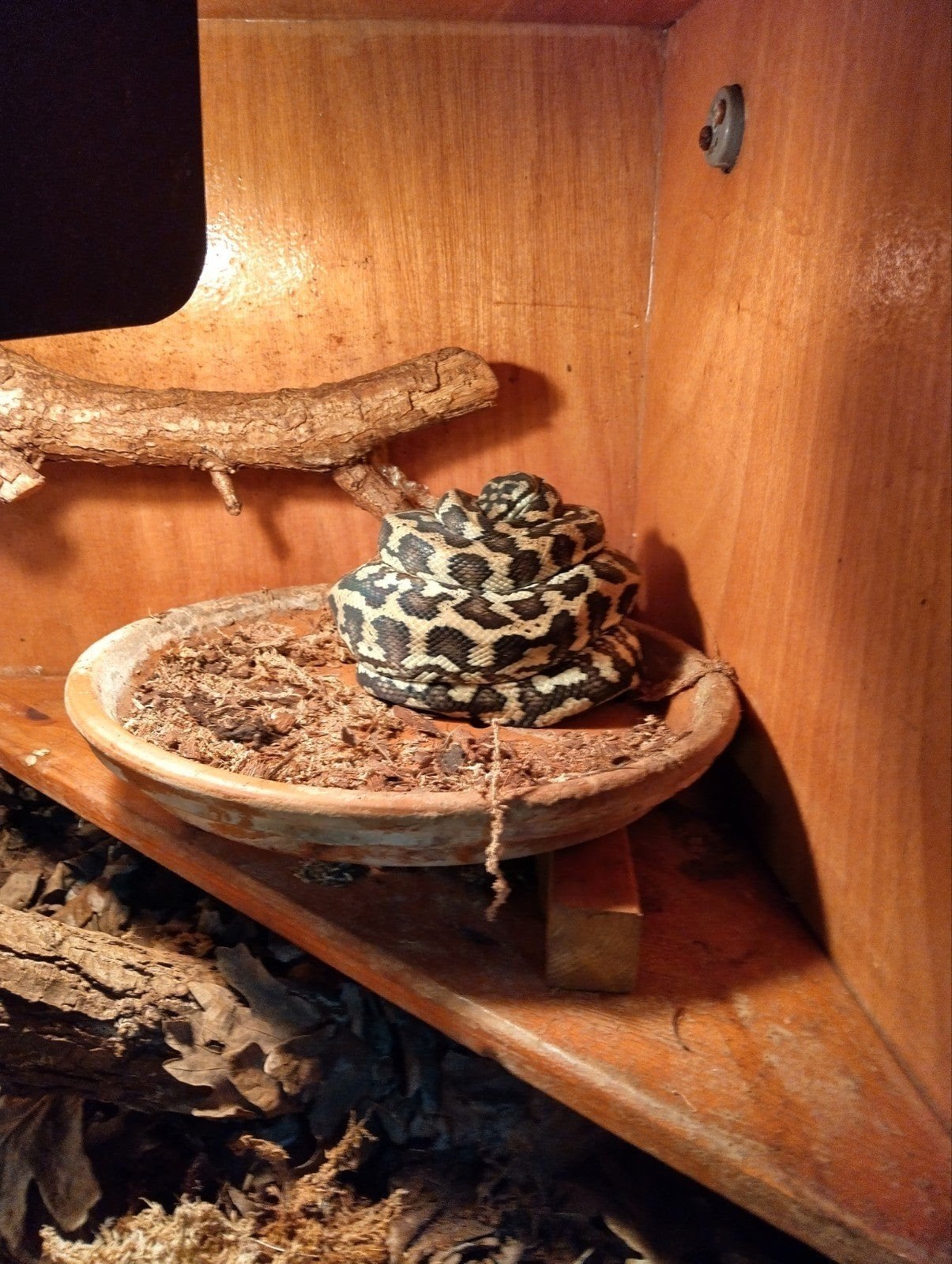 Morelia spilota variagata nk. te koop. Carpet Python - unknown for sale from Ed