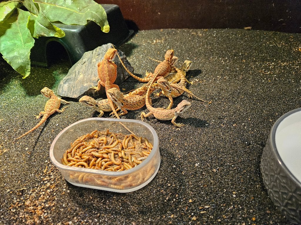 Pogona Vitticeps Baardagaam, Dieren en Toebehoren, Reptielen en Amfibieën, Hagedis, 0 tot 2 jaar
