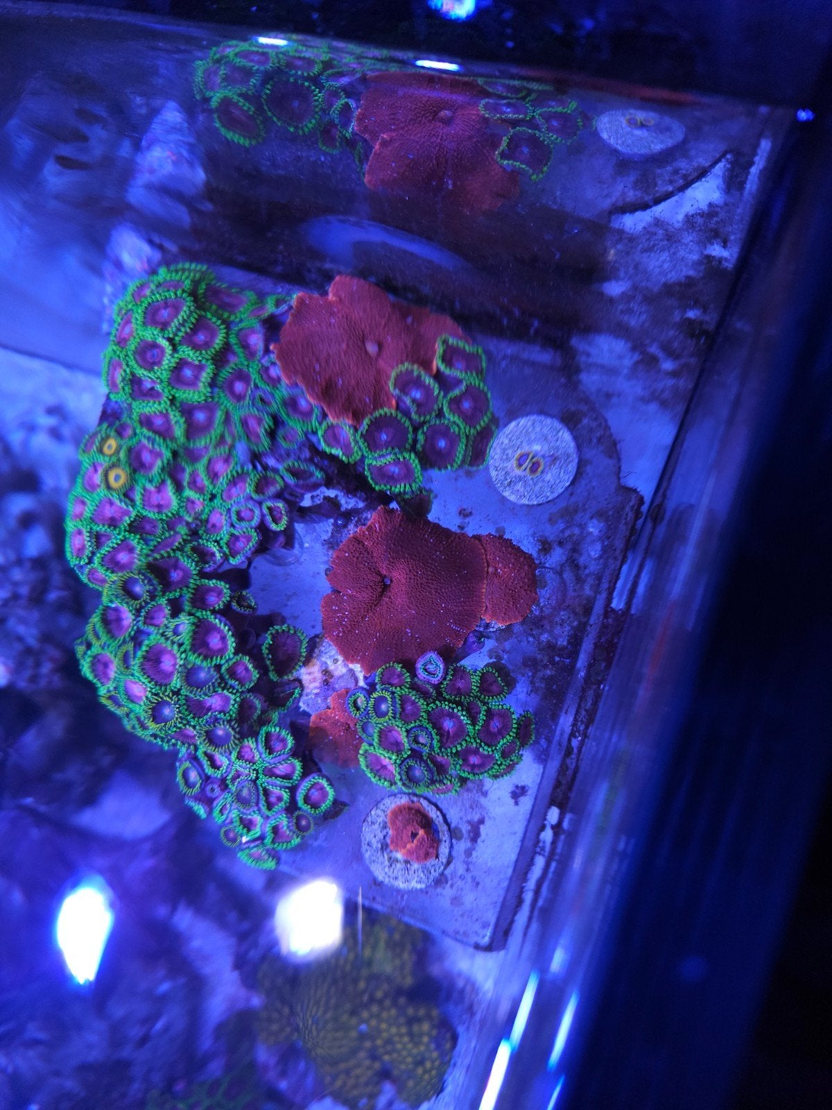 Discosoma red 5 oren 25 euro op steen, Ophalen