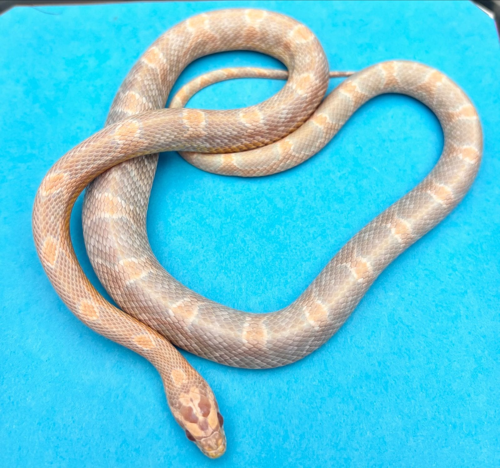 Div rattenslangen Rat Snake photo 7