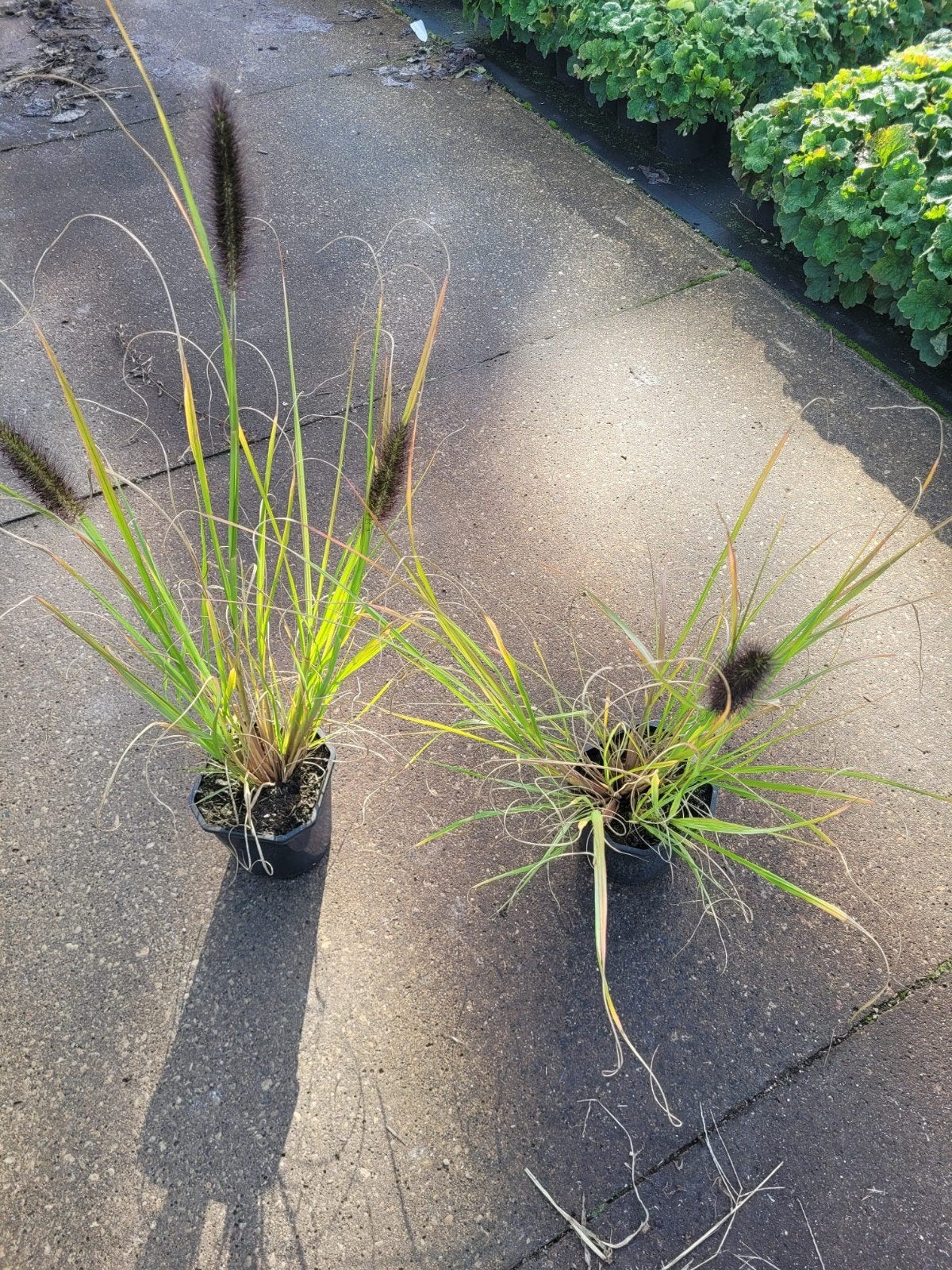 Diverse siergrassen, Tuin en Terras, Ophalen, Siergrassen, Volle zon