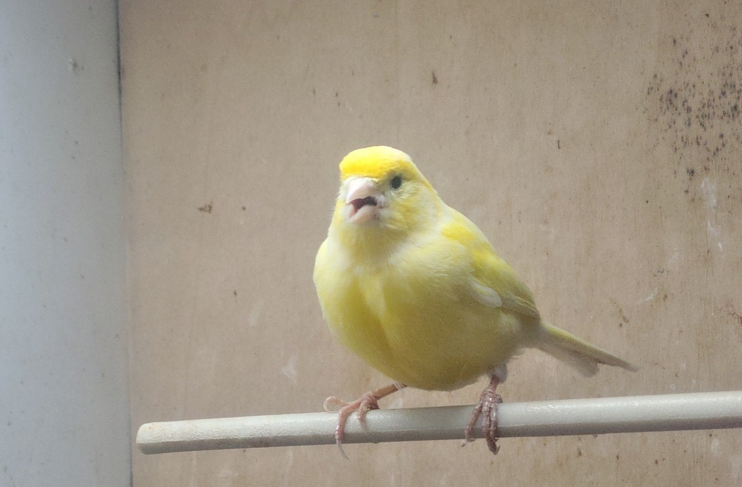 4 kanaries, Dieren en Toebehoren, Vogels | Kanaries, Geslacht onbekend, Kleurkanarie