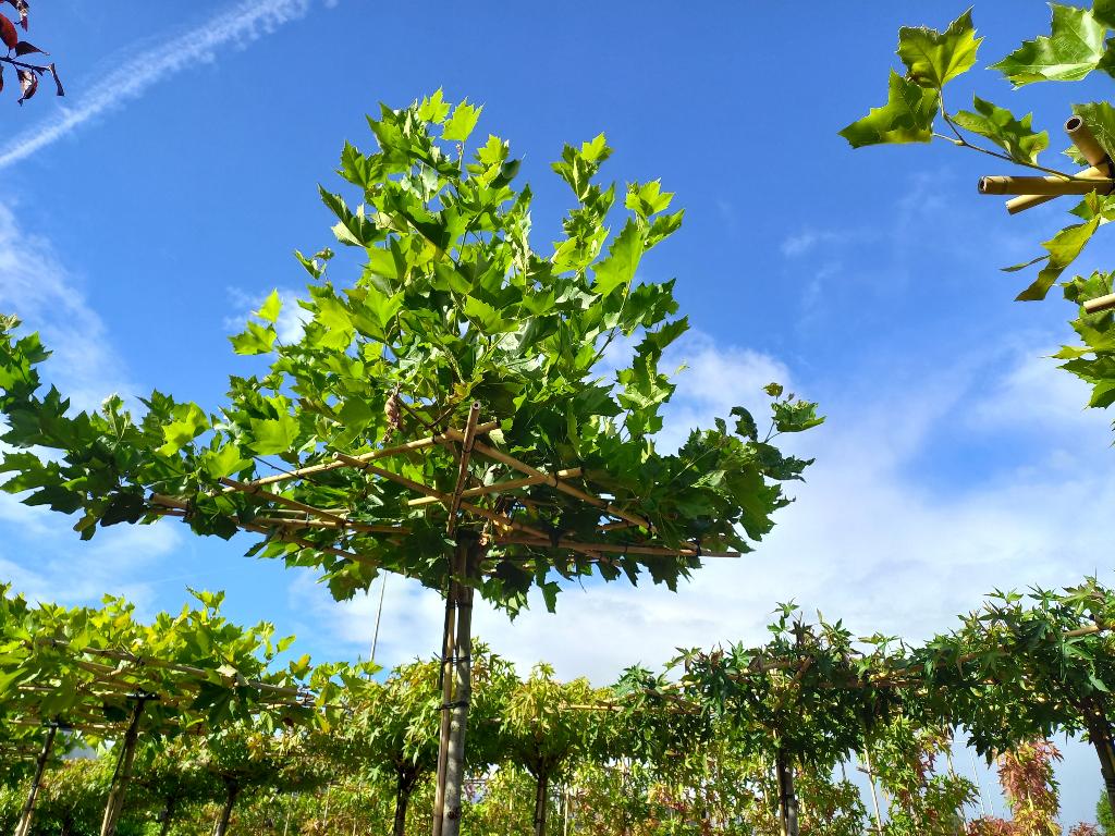 bomen, leibomen dakbomen, bolbomen,, Tuin en Terras, Planten | Bomen, Overige soorten, Volle zon, Ophalen