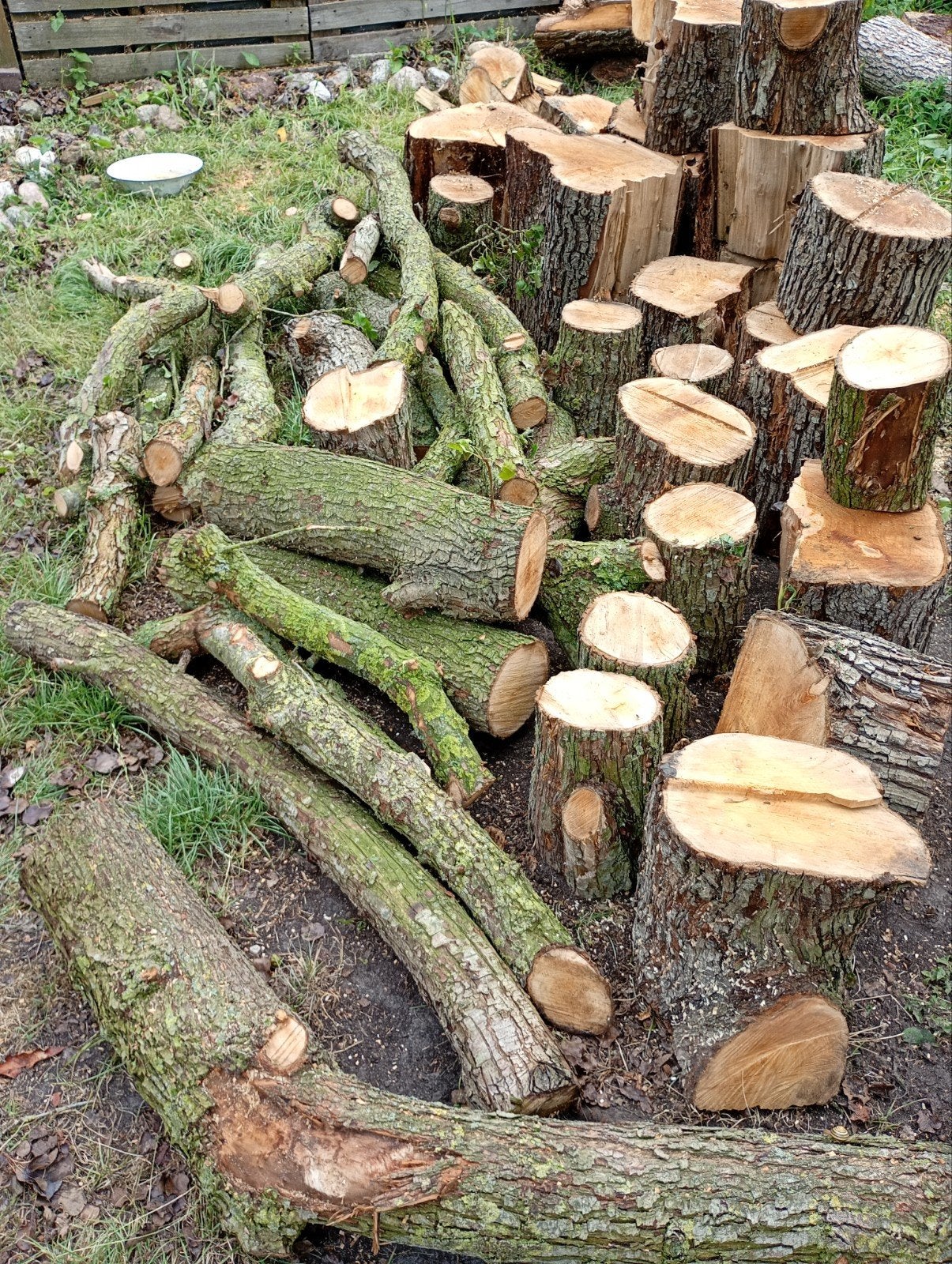 Uniek houtsoort (wilde perenboom) te koop, Minder dan 3 m³, Ophalen, Stammen
