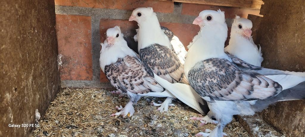 Oud oosterse meeuwen, Meerdere dieren, Overige soorten