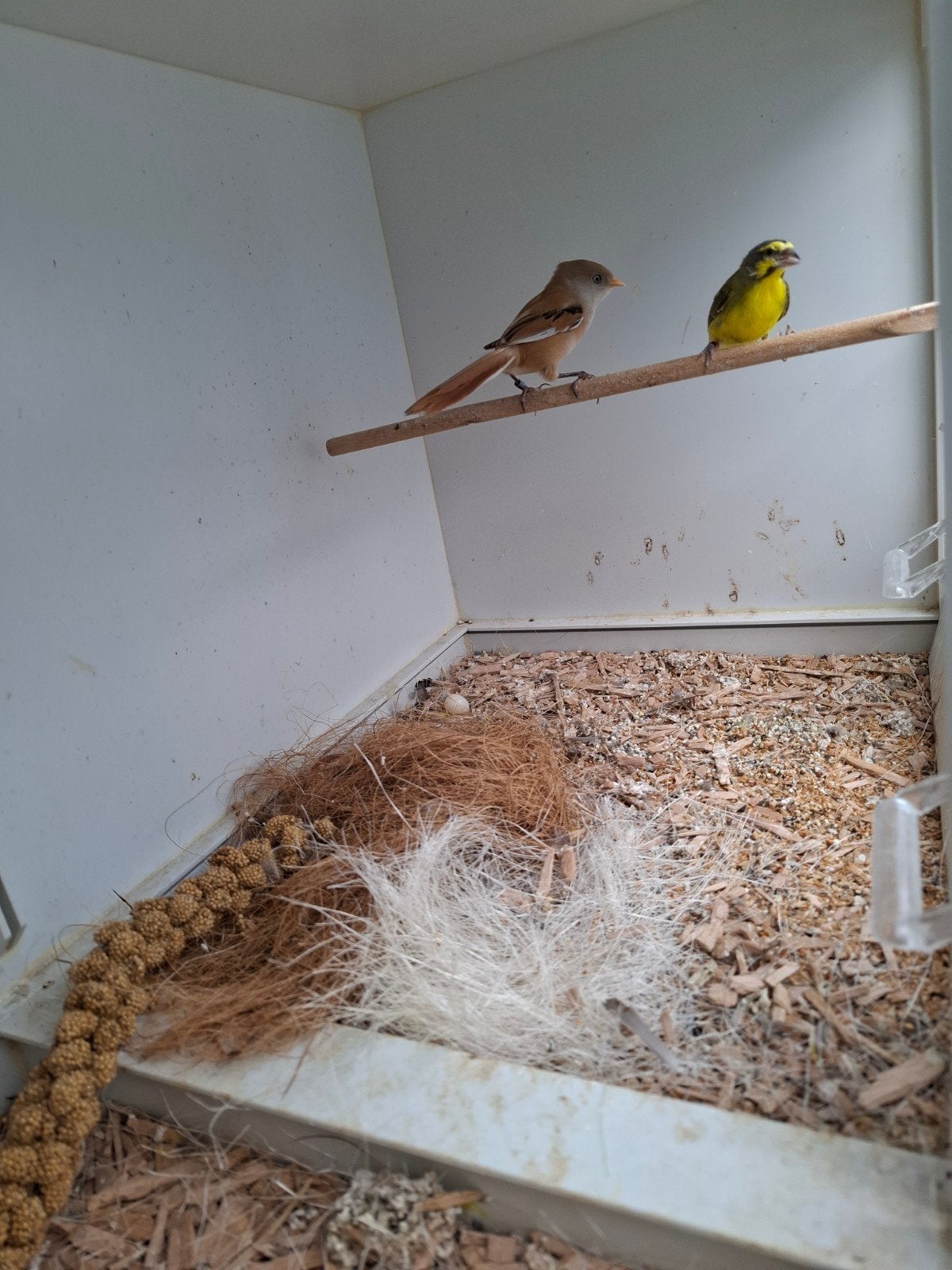 te koop baardmannetje pop en mozambiqe sijs man, Dieren en Toebehoren, Vrouwelijk, Tropenvogel