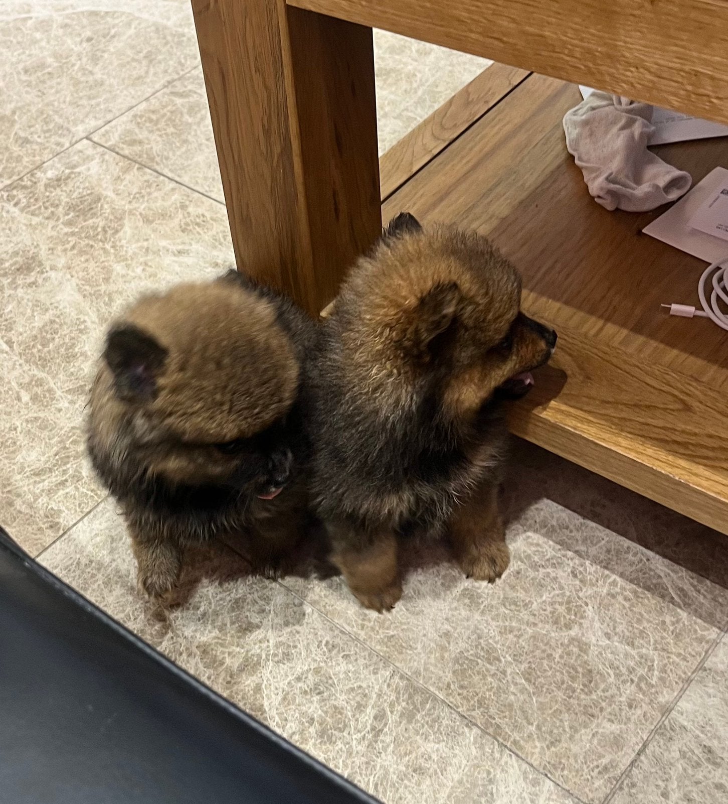 Keeshond Pups, Dieren en Toebehoren, België, Particulier, Keeshond, 8 tot 15 weken