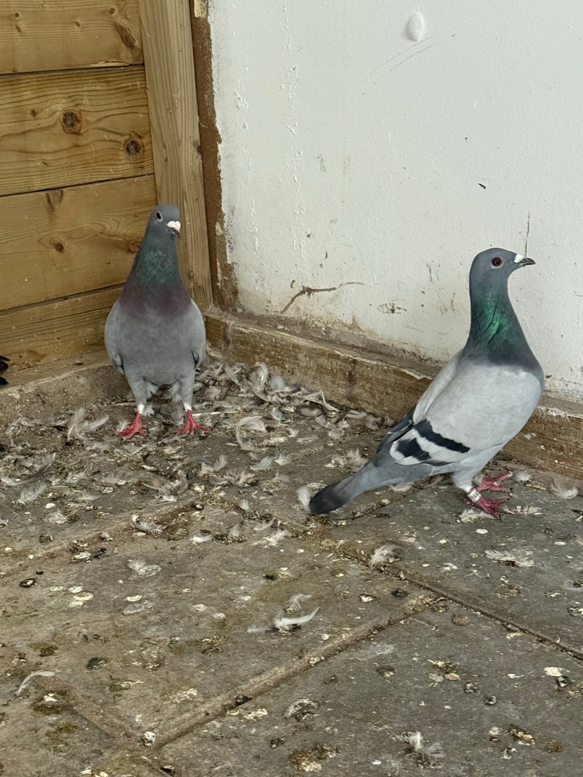 twee Doffer pustduif, Mannelijk