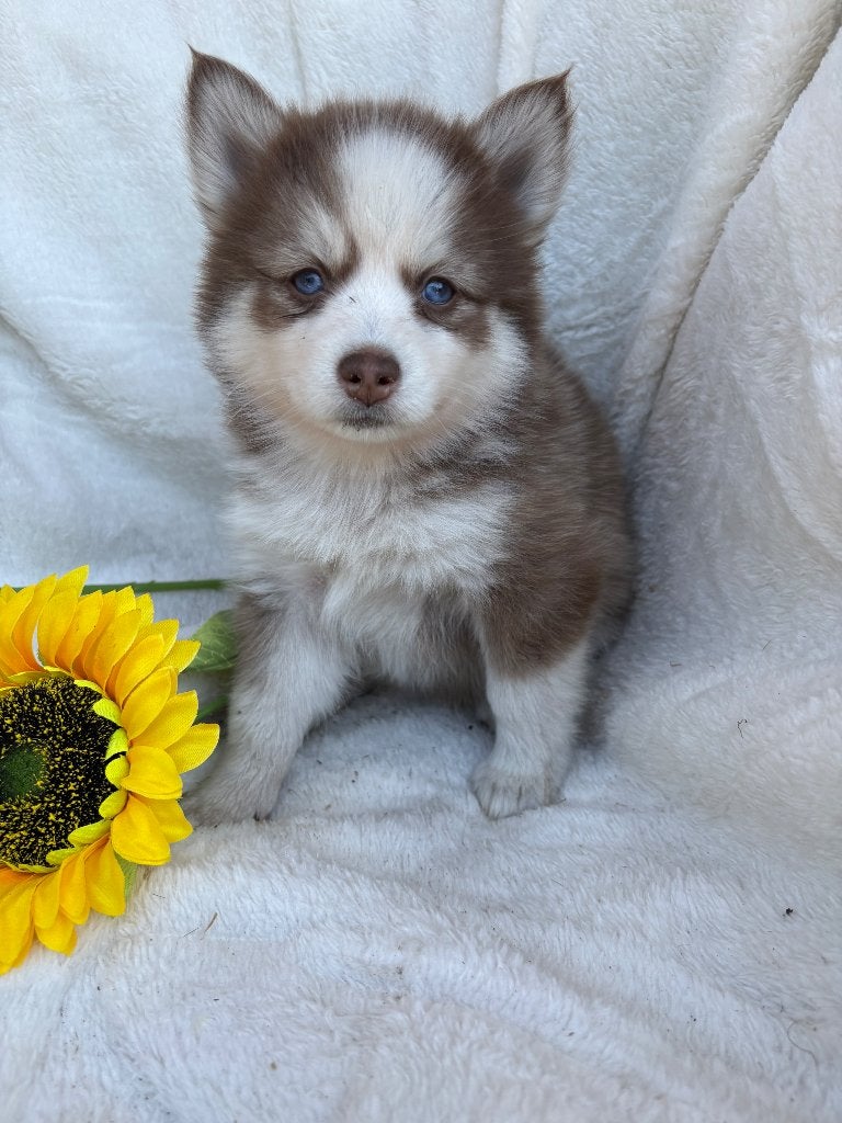 Pomsky pups  MOGEN VERHUIZEN, Parvo, 8 tot 15 weken, Poolhond, Meerdere