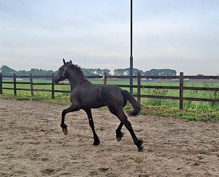 fries hengstveulen, Dieren en Toebehoren, Paarden, Minder dan 160 cm, Met stamboom, Niet van toepassing, 0 tot 2 jaar