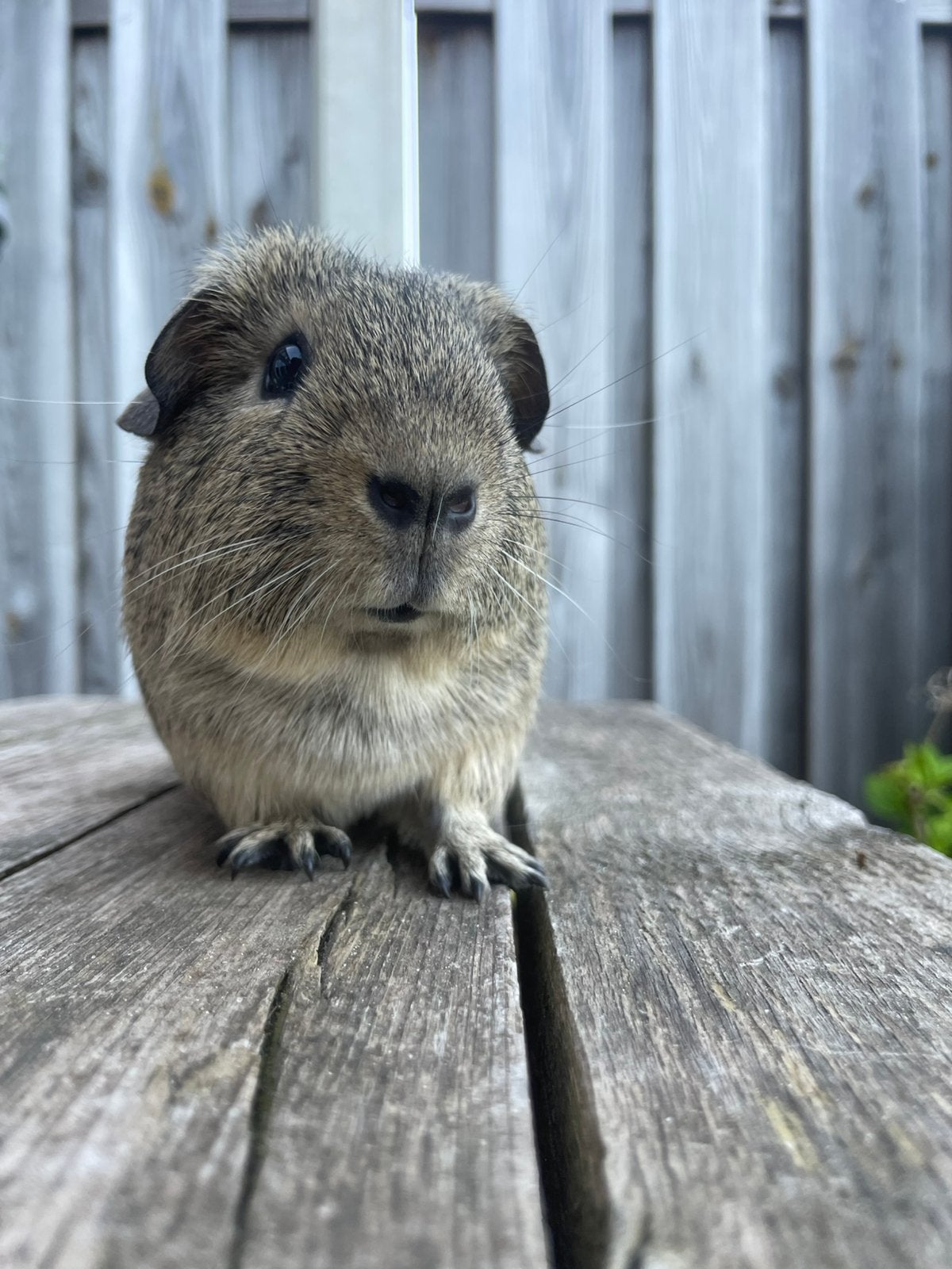 Gecastreerde cavia beer : Evert, Februari, Mannelijk, Cavia