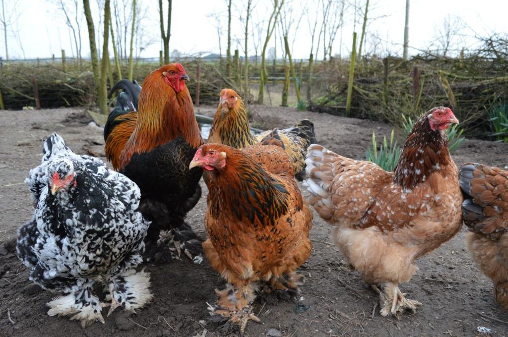 Broedeieren van de grote Brahma meerkleurig, Meerdere dieren, Kip