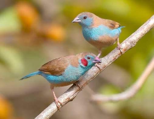 Roodwang blauwfazant pop/poppen, Dieren en Toebehoren, Vrouwelijk, Tropenvogel