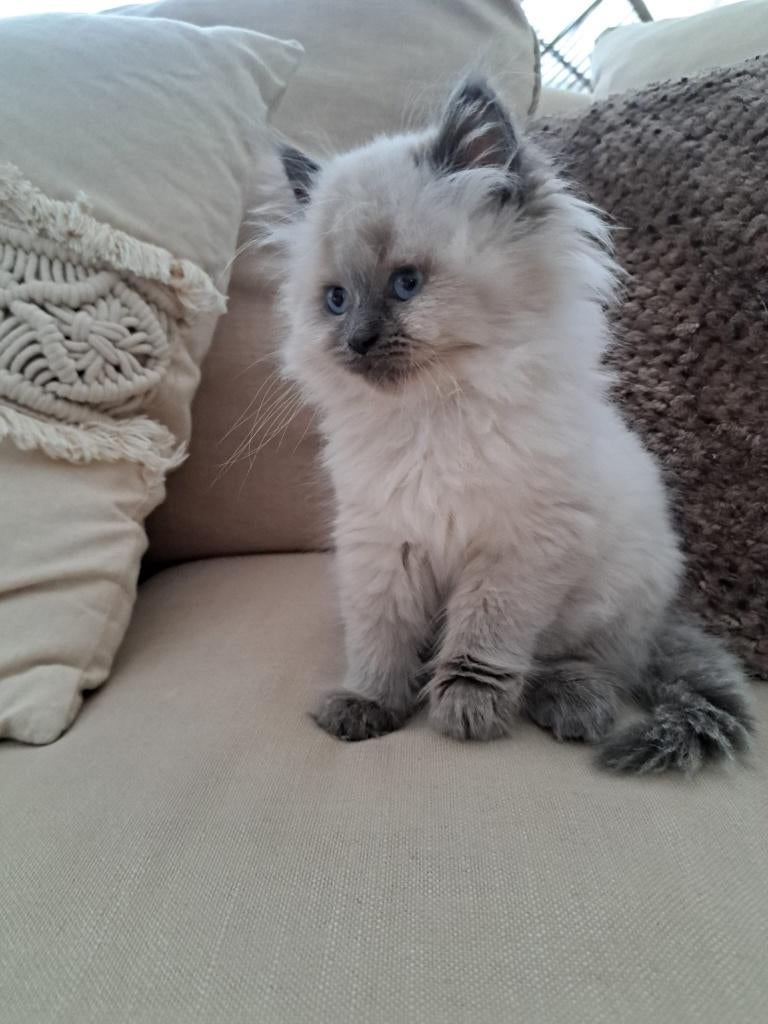 britse langhaar kitten, Dieren en Toebehoren, Katten en Kittens | Raskatten | Langhaar, Kater, Gechipt, 0 tot 2 jaar