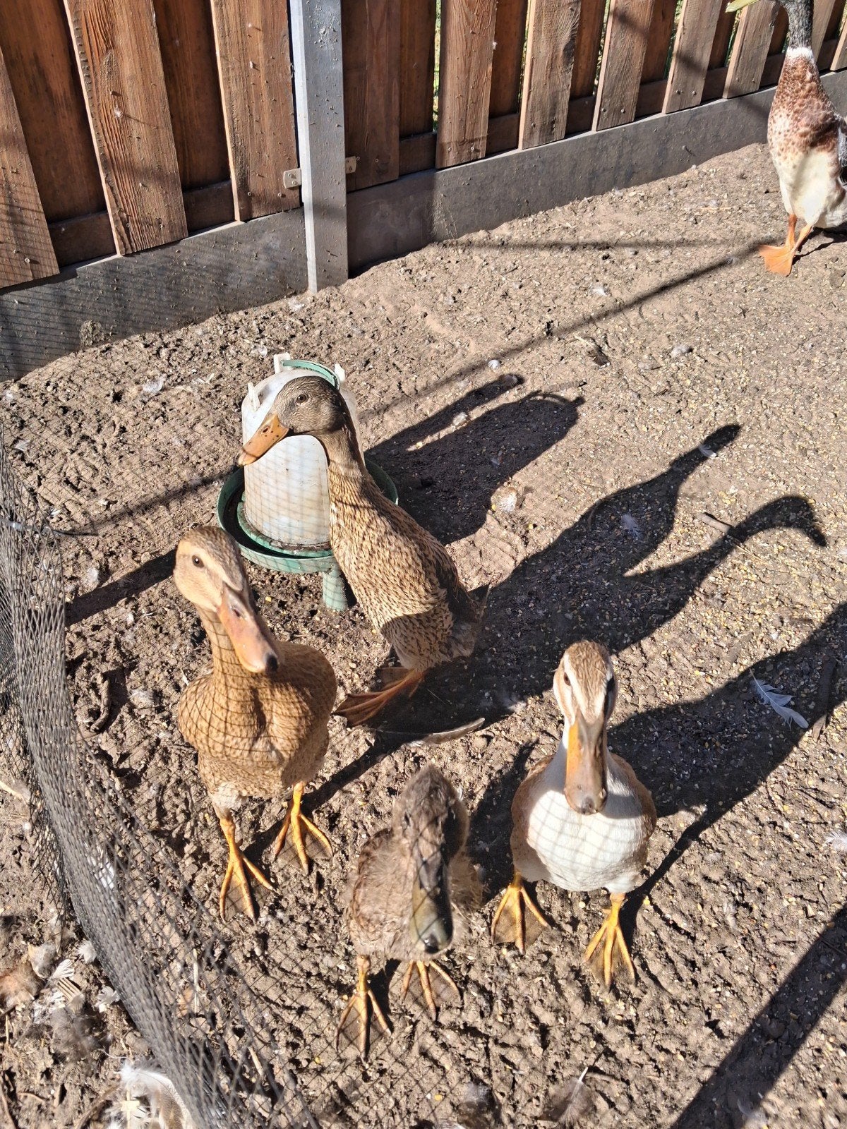 jonge loopeenden, Dieren en Toebehoren, Meerdere dieren, Eend