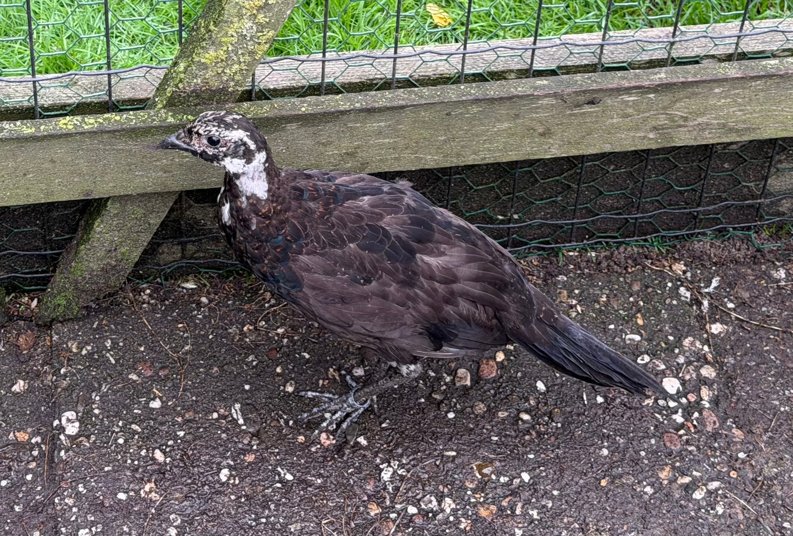 Bosfanten te koop, Meerdere dieren, Overige soorten