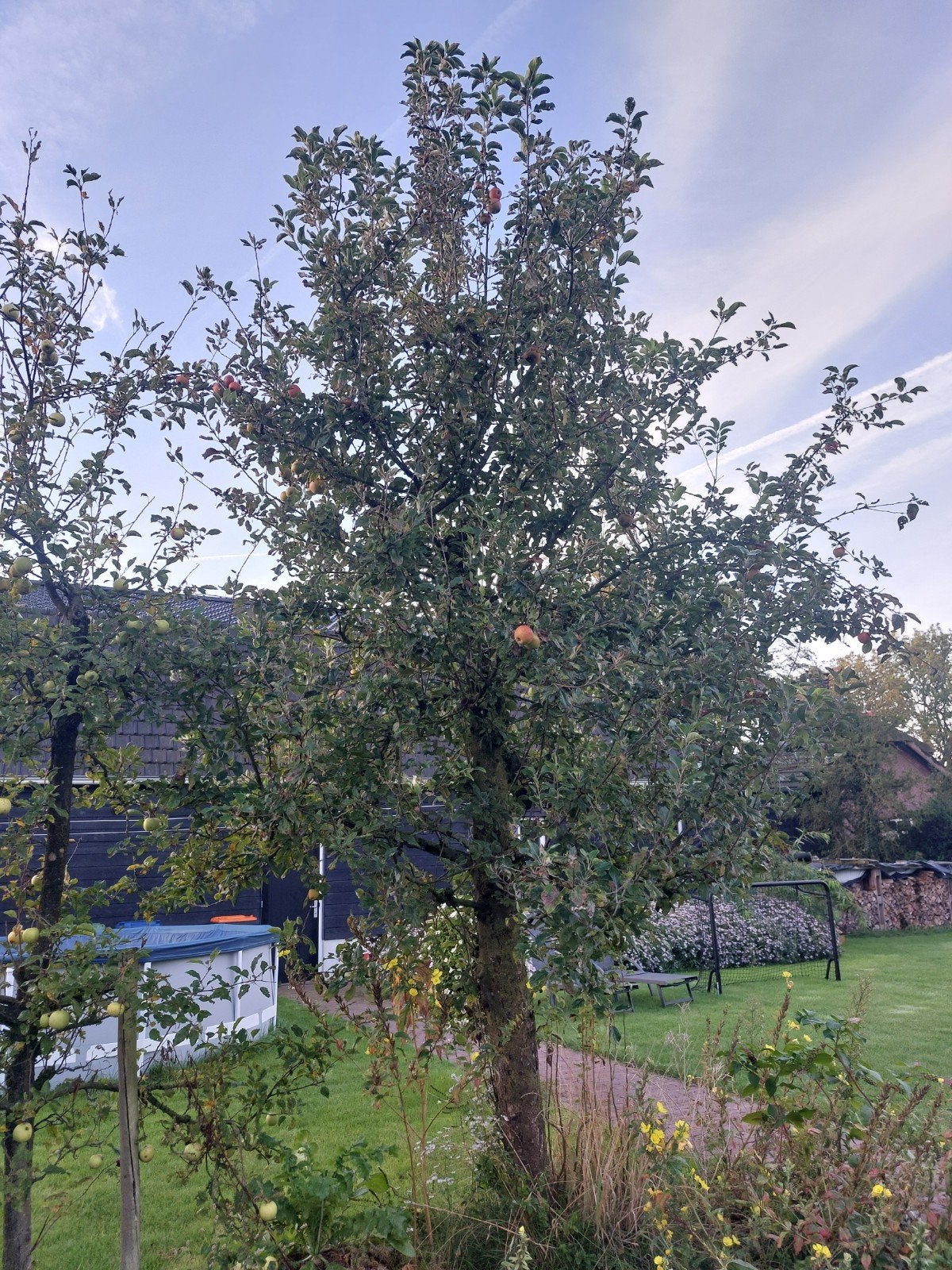 3 appelbomen hoogstam, Tuin en Terras, Overige soorten, Lente, 400 cm of meer, Ophalen