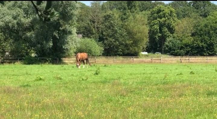 Te huur prachtige weide in Lieren