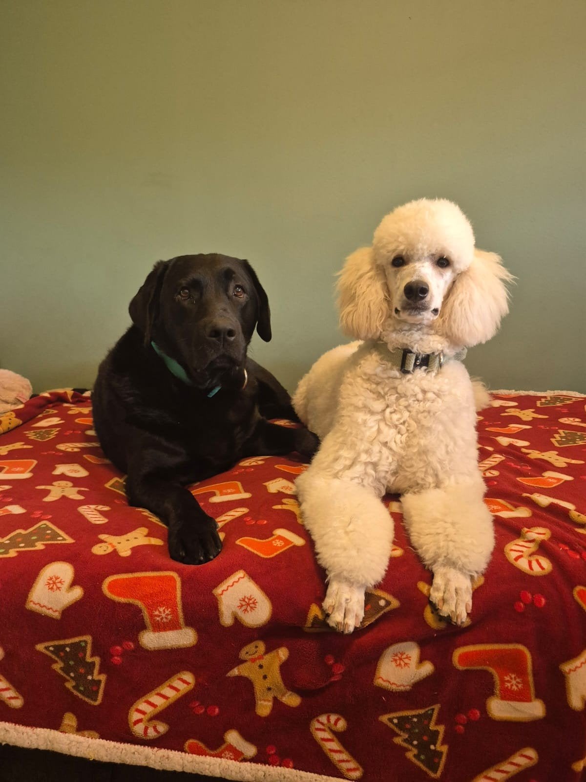 puppy oppas aangeboden, Overige rassen, CDV (hondenziekte), 8 tot 15 weken, Geslacht onbekend