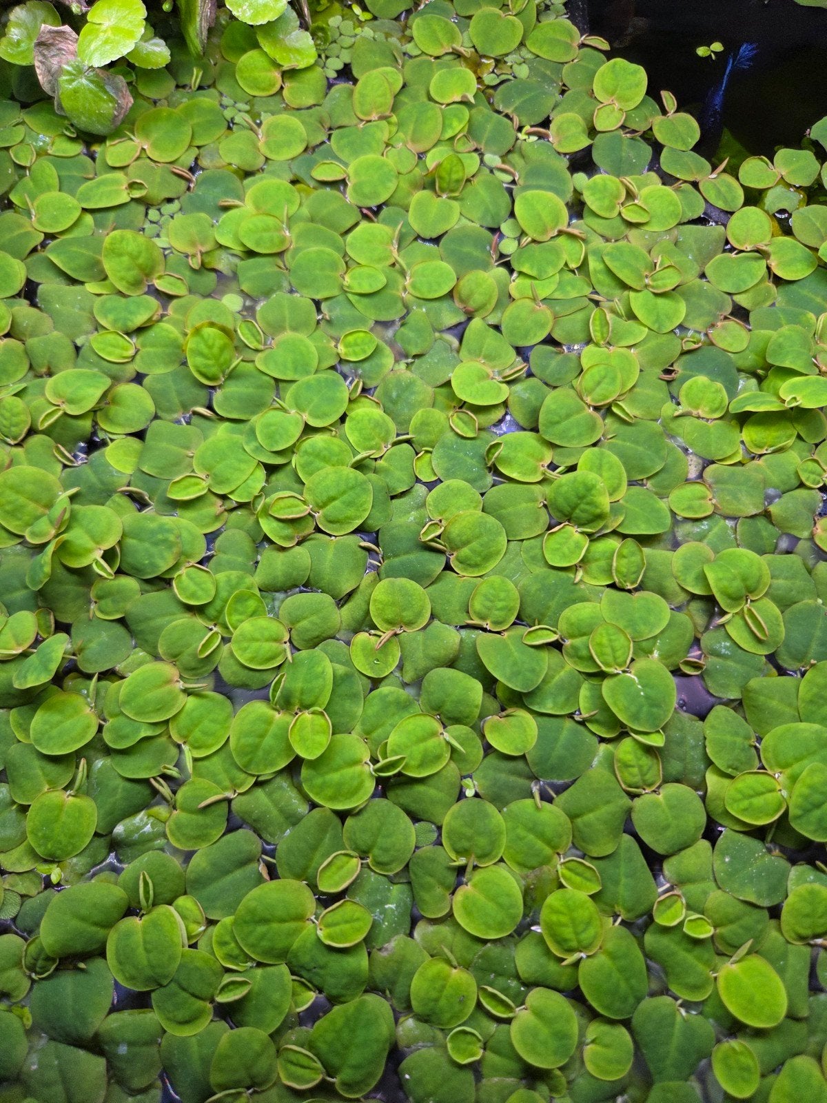 Aquaflora Phyllanthus drijfplanten 10+3 stuks voor 5 euro, Ophalen, Nieuw, Plant(en), Steen of Hout