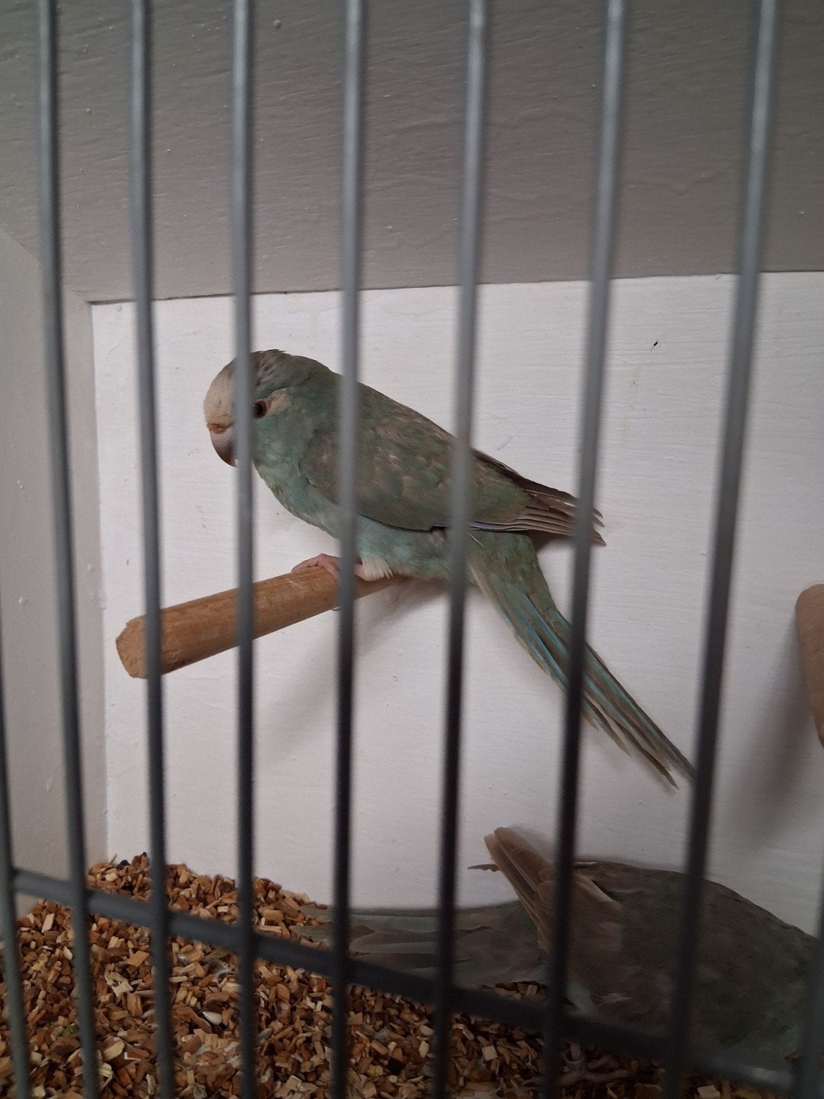 mooi koppel kakarikie cinamon blauw, Dieren en Toebehoren, Meerdere dieren, Parkiet