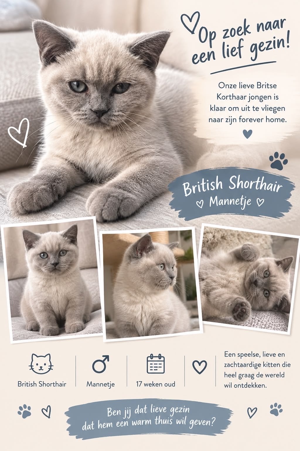 Prachtige Britse Korthaar kitten – Kater – 17 weken oud