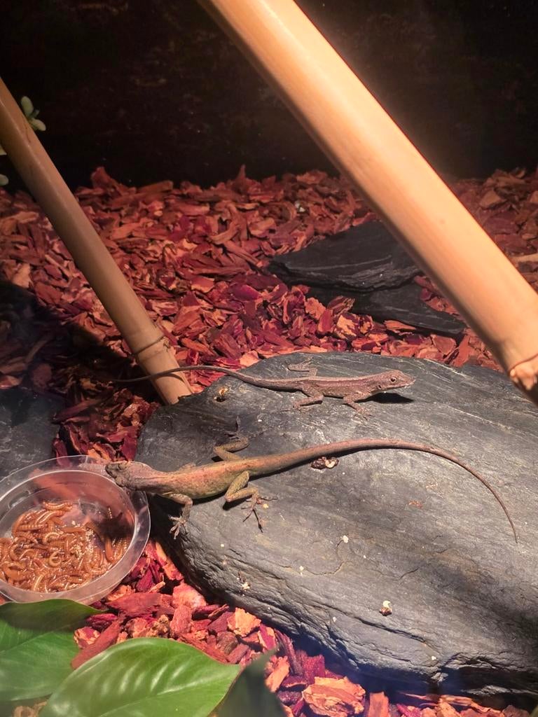 Diverse koppels jonge anolissen, Dieren en Toebehoren, Reptielen en Amfibieën, Hagedis, 0 tot 2 jaar