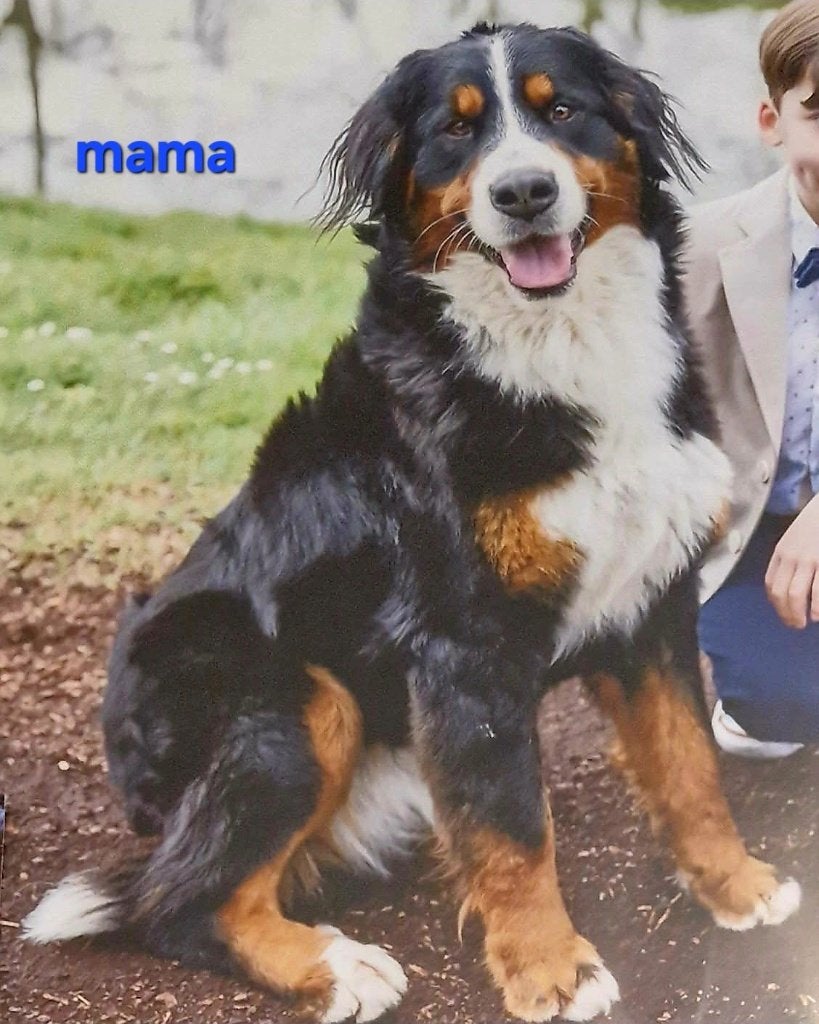 Puppy's mama berner papa sint bernard  wij zijn van belgie, Overige rassen, 8 tot 15 weken, Parvo, Meerdere