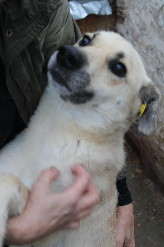Lieve, enthousiaste spike ter adoptie!, Dieren en Toebehoren, Honden | Niet-rashonden, Particulier, Reu, Buitenland, Eén hond