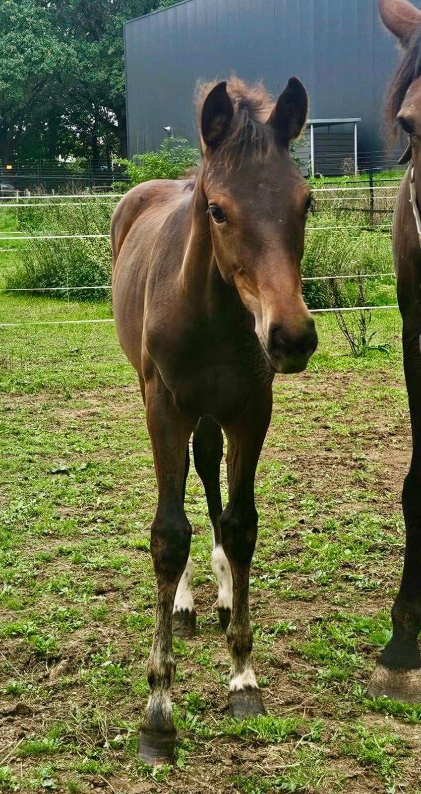 merrie veulen, Merrie, Dressuurpaard, Met stamboom, 0 tot 2 jaar