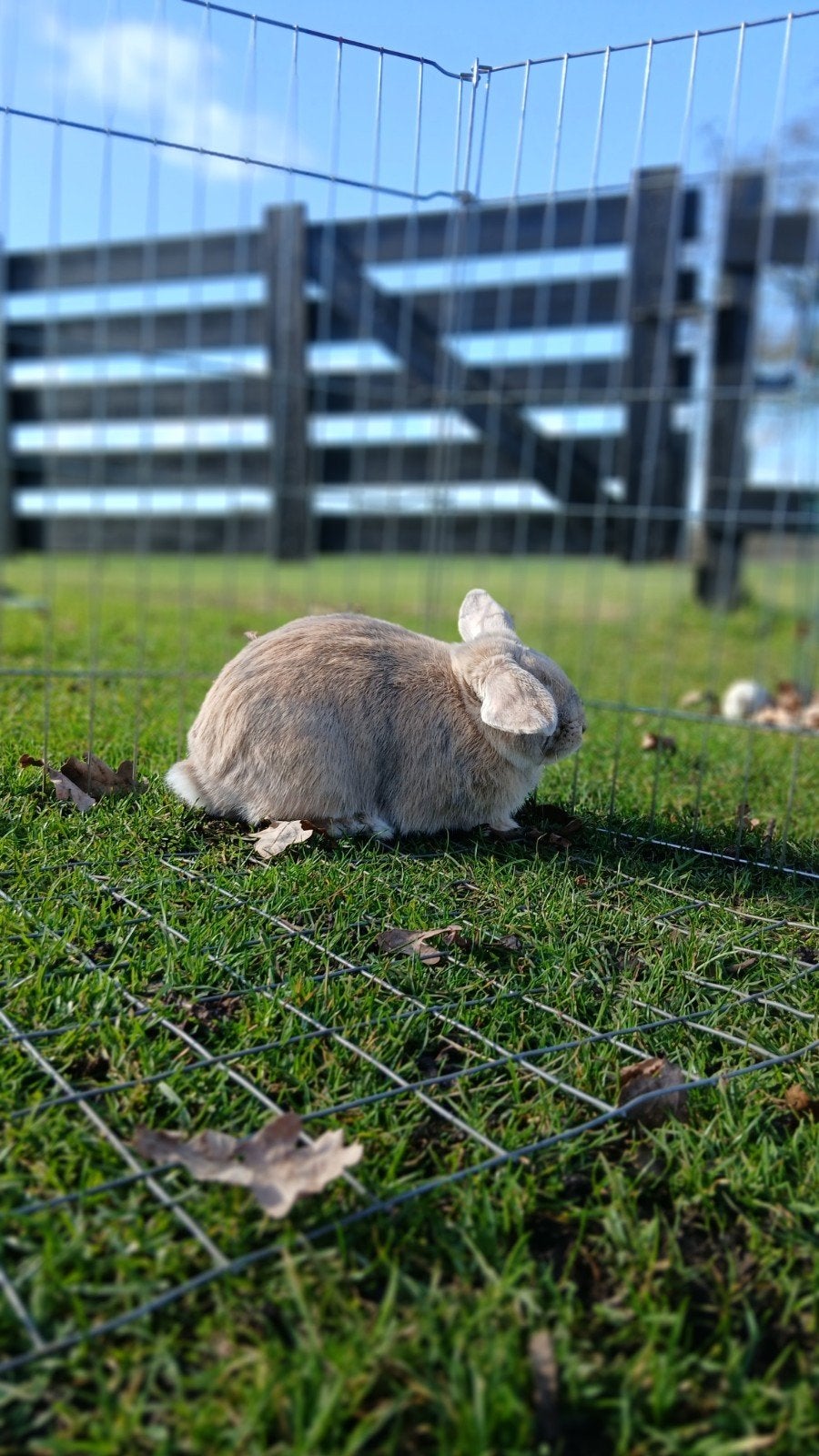 Minilop ram - TER DEKKING, Mannelijk, Dwerg, Hangoor, 0 tot 2 jaar