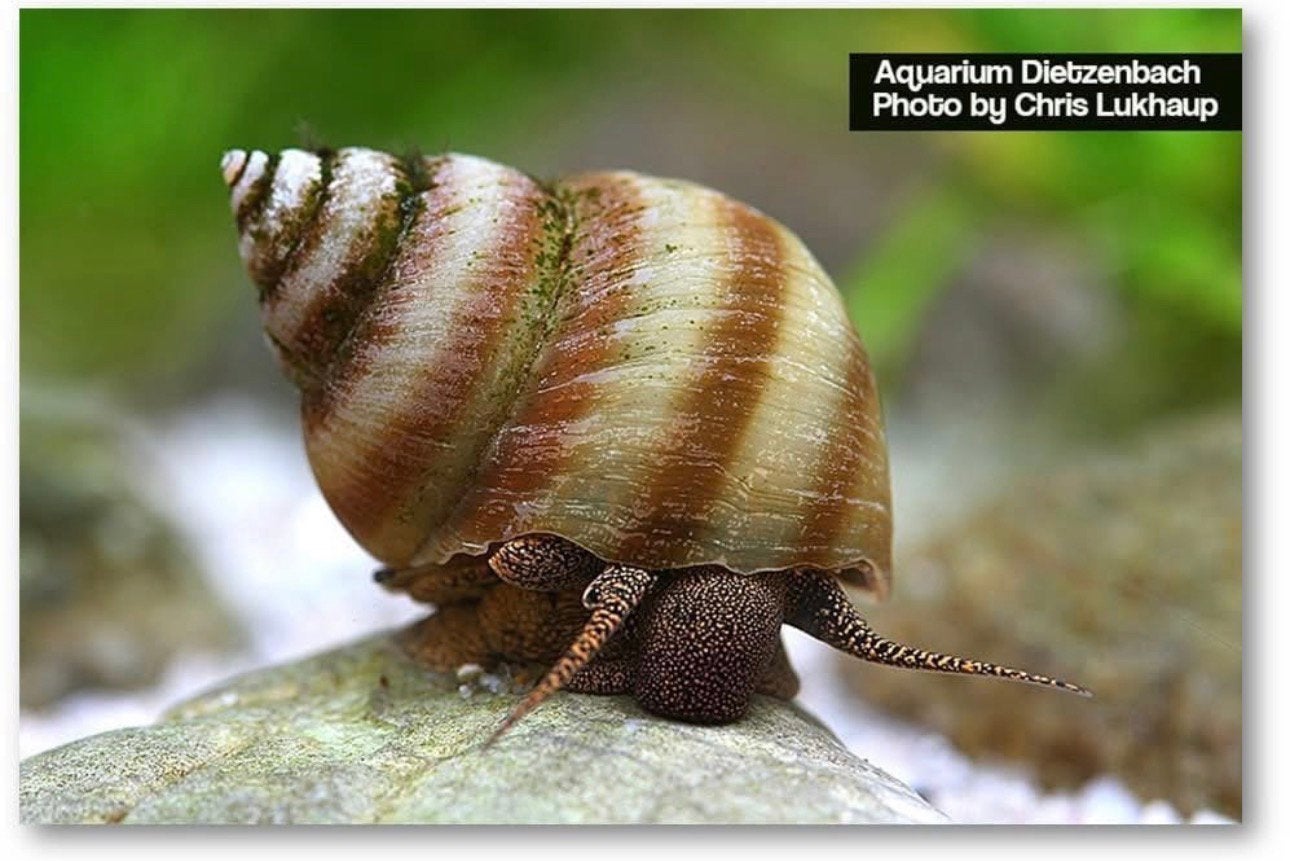 Piano slak - Aquarium slakken, Dieren en Toebehoren, Slak of Weekdier, Zoetwatervis