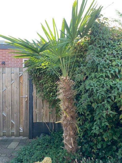 Te koop, 100 tot 250 cm, Zomer, Palmboom, Ophalen
