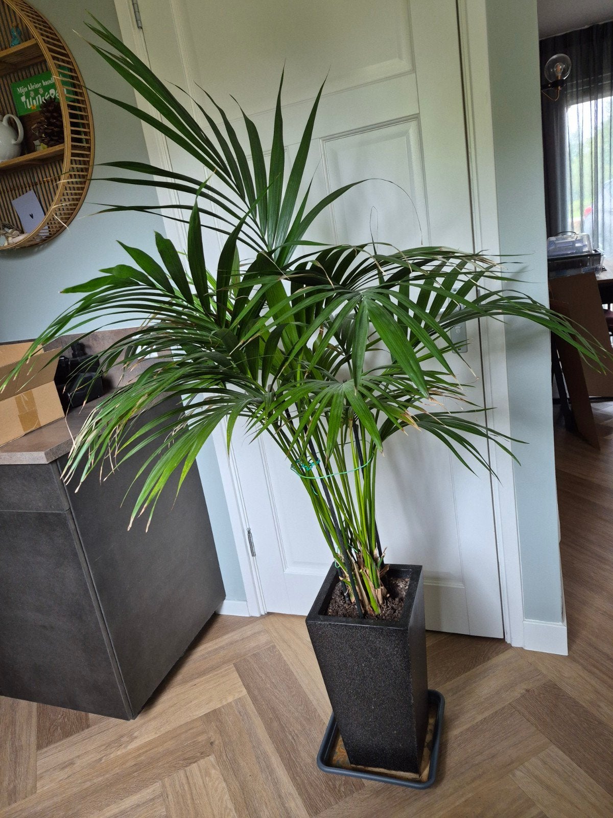 Grote Kentia Palm - 170 cm hoog (inclusief pot), Ophalen, Gebruikt, Groen, Natuurlijk materiaal