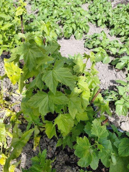 Zwarte bessenplanten, Tuin en Terras, Ophalen, Volle zon, Vaste plant, Fruitplanten