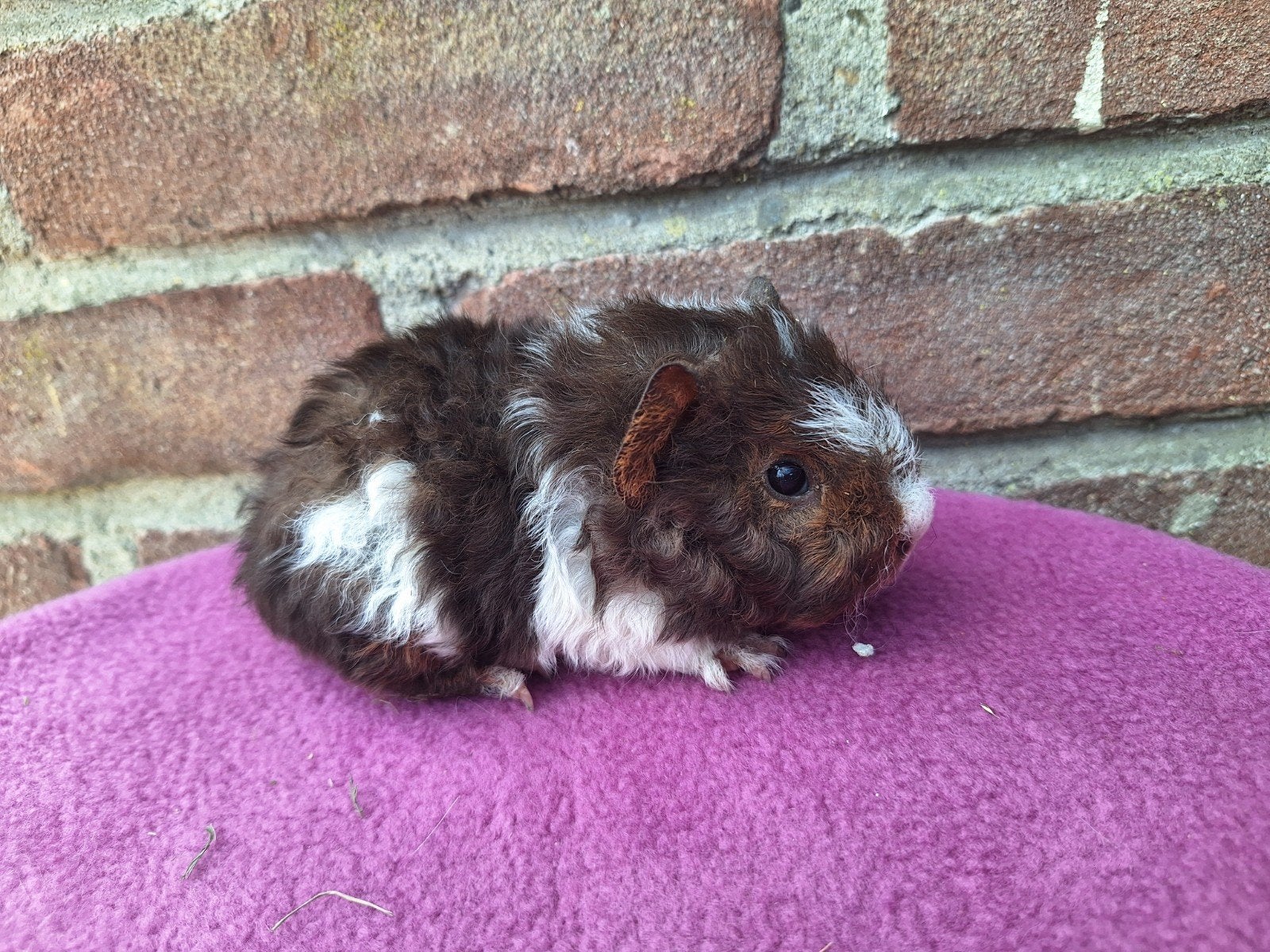 Meerdere jonge cavia zeugjes - sheltie, tessel, apalca peruv, Juli, Vrouwelijk, Cavia