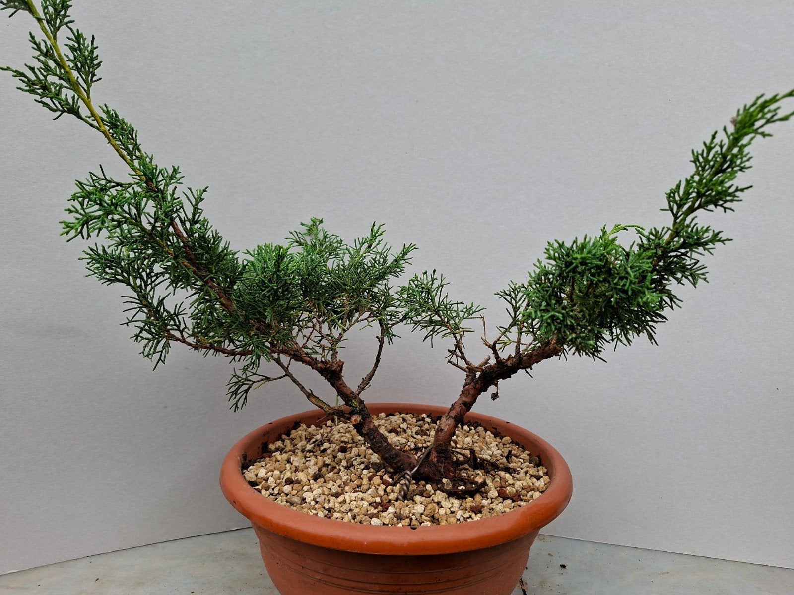 bonsai, Ophalen, Overige soorten, Halfschaduw