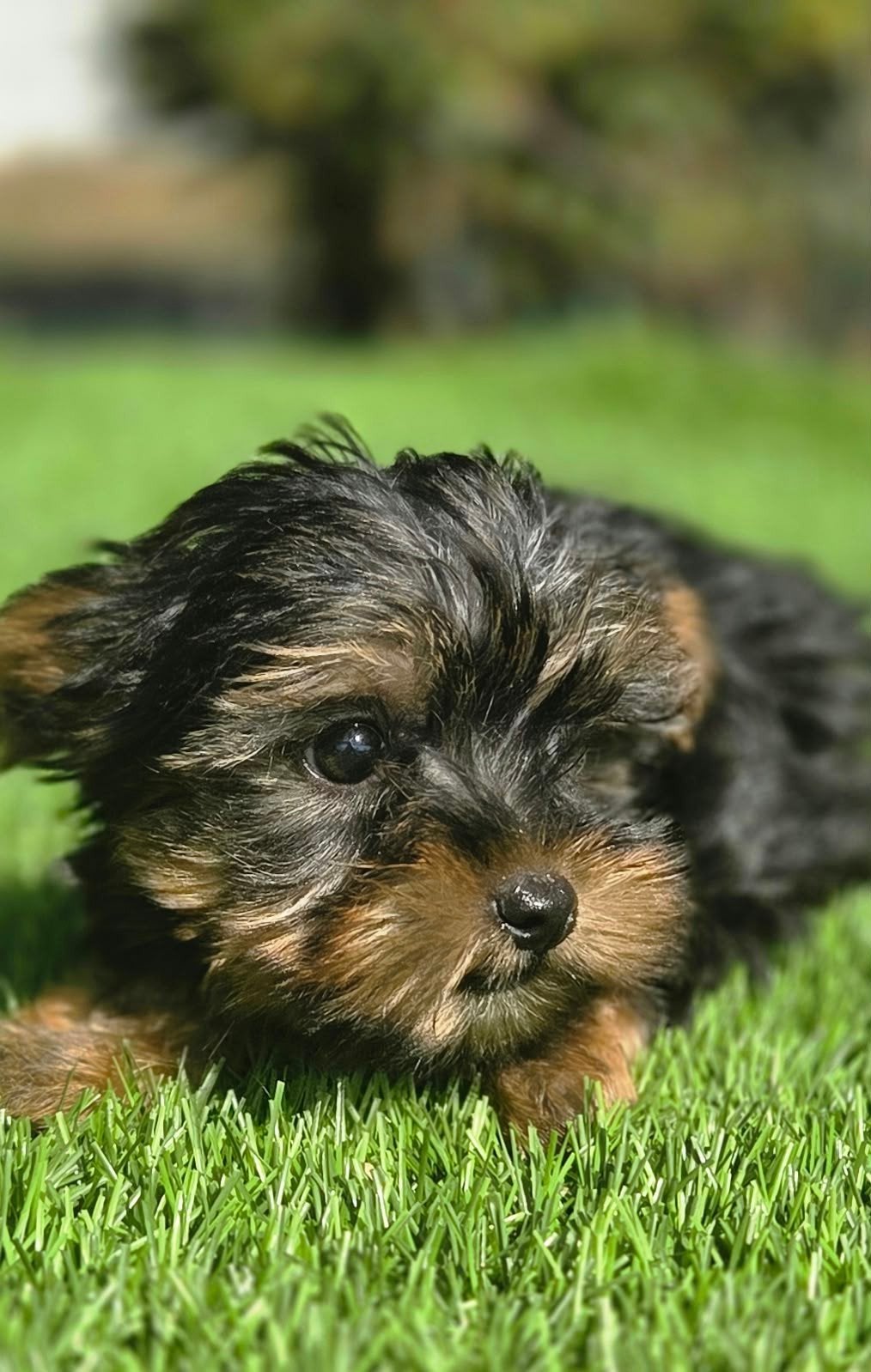 Te mooie kleine Yorkshire Terriër pup, Dieren en Toebehoren, Nederland, Reu, 8 tot 15 weken, Eén hond