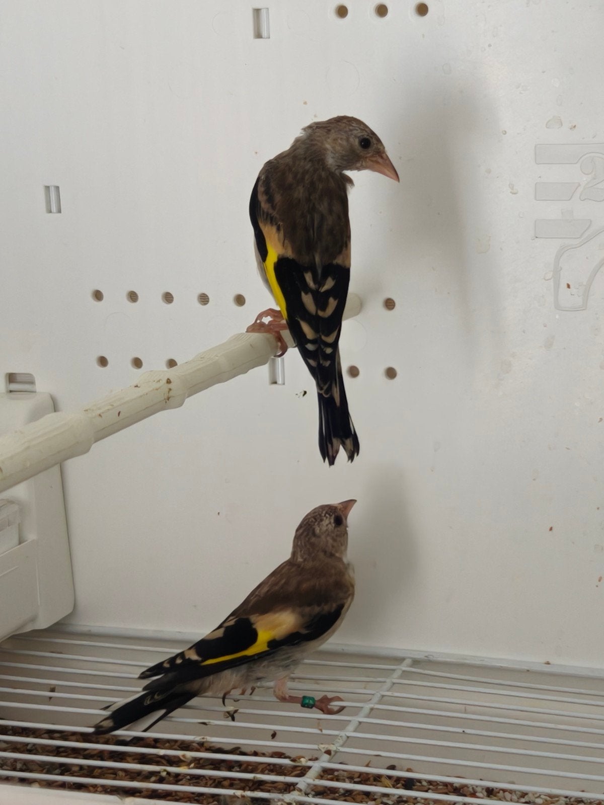 3 Klein parva putter, Mannelijk, Wildzangvogel