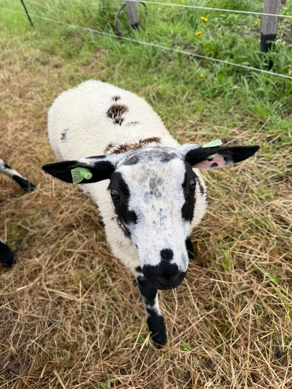 1 ram lam te koop, Mannelijk, Schaap