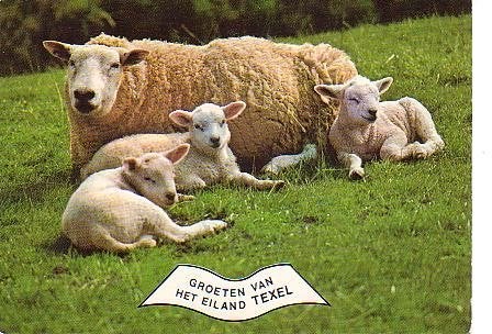 Ansichtkaart 	Texel	Schapen, Verzenden, 1980 tot heden, Gelopen, Waddeneilanden