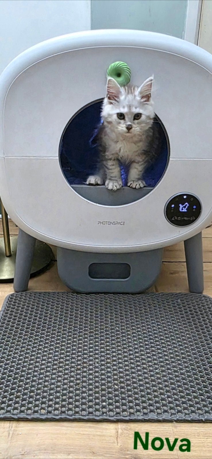 Maine Coon kittens met stamboom, chip, ouders getest, Dieren en Toebehoren, Katten en Kittens | Raskatten | Langhaar, Meerdere dieren